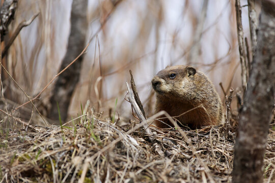 Marmotte, Qu&eacute;bec, Canada
