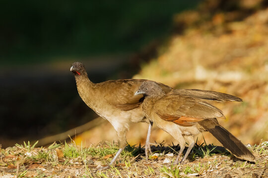 Two chachalacas interacting on the ground in warm golden light, one bird displaying red throat wattle with neck extended, tropical forest edge habitat, Panama.