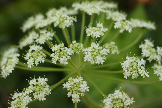 American cow-parsnip (Heracleum maximum)