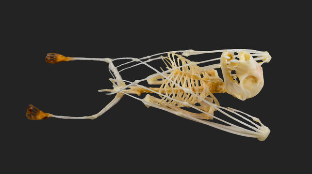 Cynopterus sphinx skeleton is shown clearly with bones laid out for examination. This specimen is used in biology for educational and research purposes.
