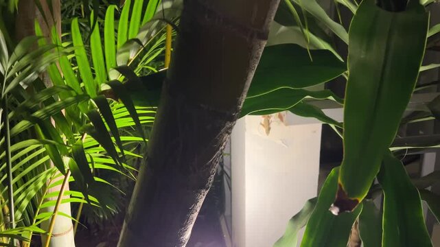 gecko on brick wall in city outdoors. Exotic animal in street.Copy space. High quality 4k footage