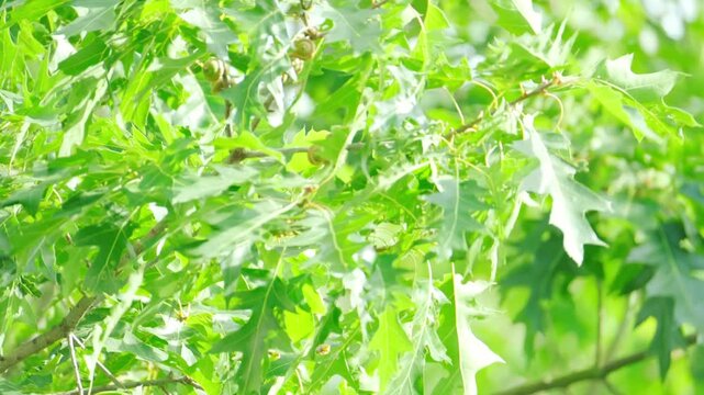 Young oak leaves in spring breeze, Quercus palustris in spring park. Fresh green foliage, natural texture. Ideal for spring designs, backgrounds, and nature themes