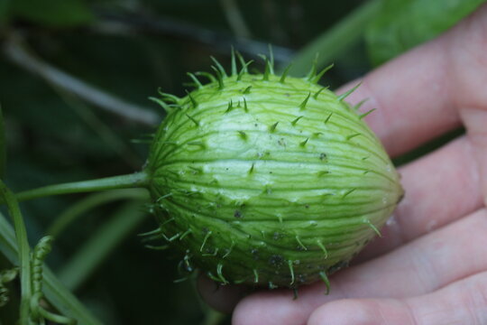 man root (Marah oregana)