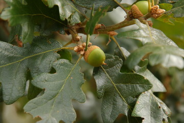 Oregon white oak acorns (Quercus garryana) © Natalie