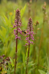 Fototapeta premium Pedicularis groenlandica flower with bee in alpine meadow