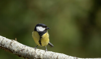 great tit parus major © © Raymond Orton