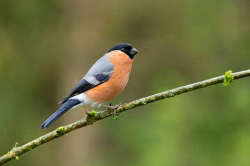 Fototapeta premium Male Eurasian Bullfinch Pyrrhula pyrrhula With Orange Breast Perched On Mossy Branch In Soft Green Background