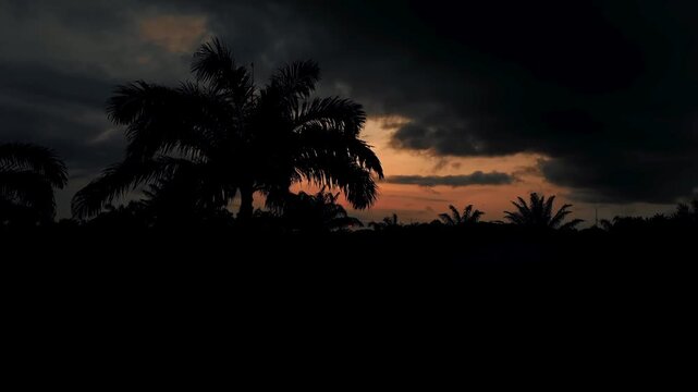 Dramatic Tropical Sunset with Palm Silhouettes