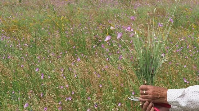 Woman picking a bouquet of annual everlasting flowers in a natural wildflower meadow