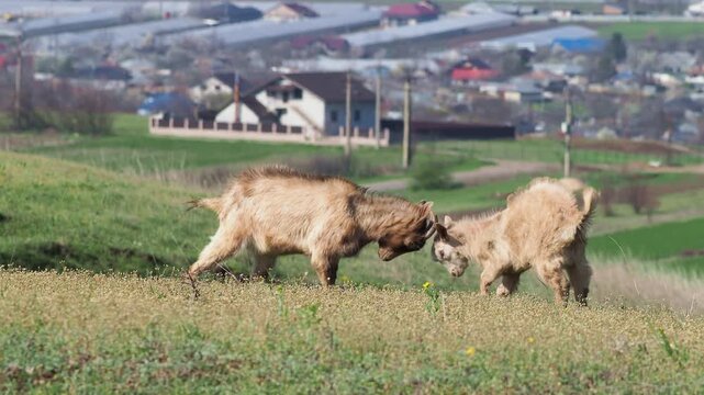 Young goats play fighting on spring meadow in rural countryside
