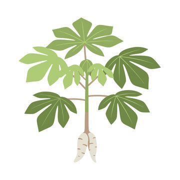 Cassava Plant with Root Vegetable