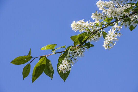 Gew&ouml;hnliche Traubenkirsche (Prunus padus)