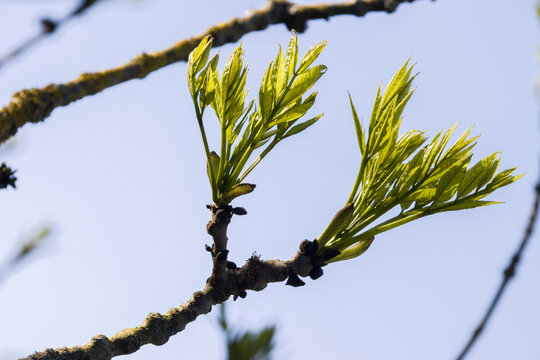 junge Triebe einer Esche (Fraxinus excelsior)