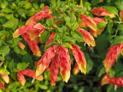 Justicia brandegeeana or Mexican shrimp plant, long colorful bracts which look somewhat like shrimps and green leaves, close up. False Hop is evergreen shrub, flowering plant of the family Acanthaceae