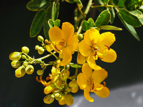 Senna bicapsularis or corymbosa, flowers with five golden yellow petals and pinnate leaves. Senna pendula or glandular senna is flowering plant in the legume family Fabaceae, known as buttercup bush.