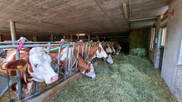 Herd of dairy cow in cowshed eating forage fodder in a modern farm barn