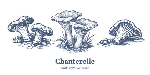 Vintage illustration of edible chanterelle mushrooms growing in the forest floor © RetroVector
