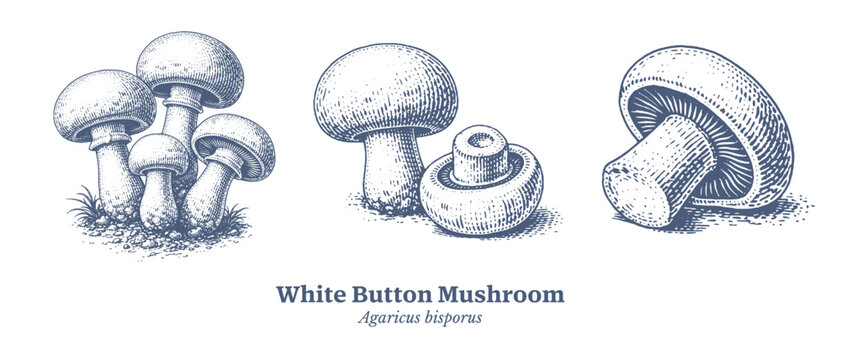 Vintage illustration of various edible mushrooms in a detailed engraving style