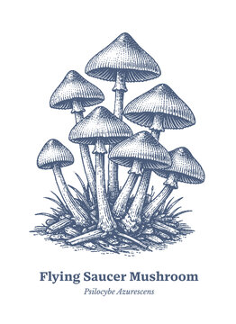 Vintage illustration of Psilocybe azurescens mushrooms growing in a cluster