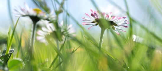 Common daisy flowers from below in sunny spring meadow © Vjom
