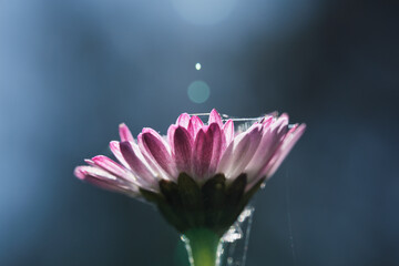 Backlit Pink Common Daisy with Spider Silk and Lens Flare © Vjom