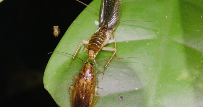 Cockroaches courting in the rainforest understory at night. The male is behind the female which has its wings raised ready for mating, Napo province, Ecuador