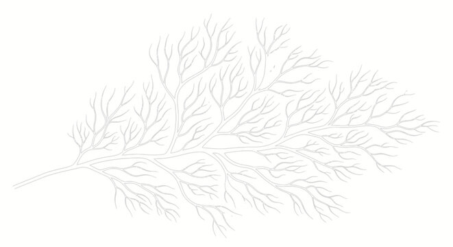 Delicate Abstract Branching Pattern Resembling Tree Branches or Capillaries on an Isolated White Background
