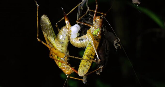 Two large bush crickets mating in the rainforest understory at night. A spermatophore is being transferred to the female. Napo province, the Ecuadorian Amazon