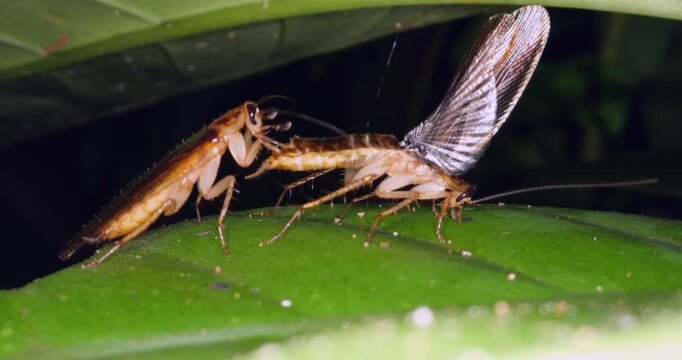 Cockroaches courting in the rainforest understory at night. The male is behind the female which has its wings raised ready for mating, Napo province, Ecuador