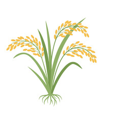 Fototapeta premium Golden Rice Stalk with Green Leaves and Roots Isolated on White