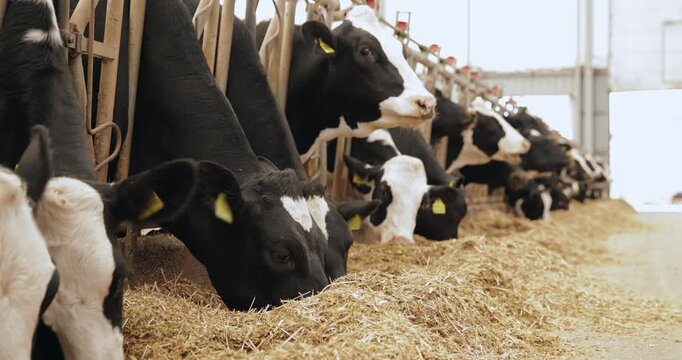 Tracking shot of dairy cows feeding on straw in indoor farm barn feed alley.