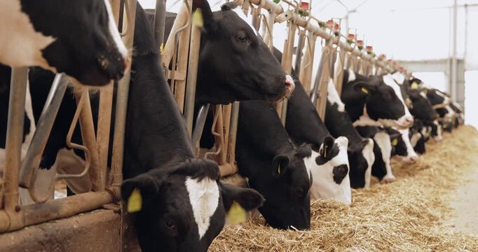 Dairy cows feeding along barn feed aisle inside stable with smooth lateral pan close up movement, livestock farm.