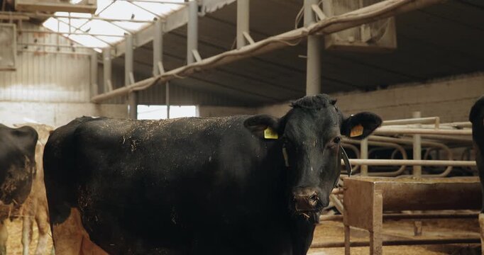 Cow standing and turning head inside dairy barn with feeding stalls and skylights, Preparing for pregnancy.