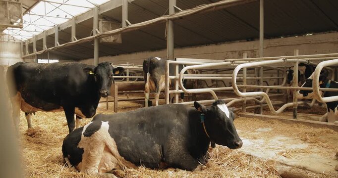 Dairy cows resting and standing in barn stalls on straw bedding with metal rails and muted natural light, preparing for pregnancy.