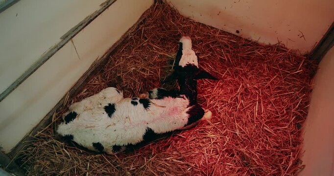 Static shot newborn calf resting on straw inside barn pen under red heat lamp.