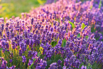 Fototapeta premium Close up, macro view of vibrant purple lavender flowers in soft evening sunlight. Golden light, delicate texture and fragrant essence of blooming plants in full summer. Natural background, lanscape