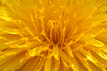 Fototapeta premium Abstract Macro View Inside Bright Yellow Dandelion Flower