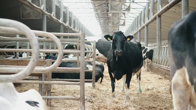 Portrait of dairy cow approaching along indoor barn, livestock farm concept.