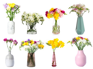 Obraz premium Bright freesia flowers in vases isolated on white, set