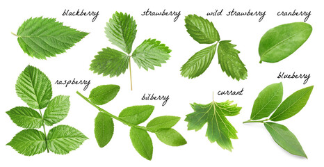 Fresh green leaves of berry plants on white background. Collage with names © New Africa