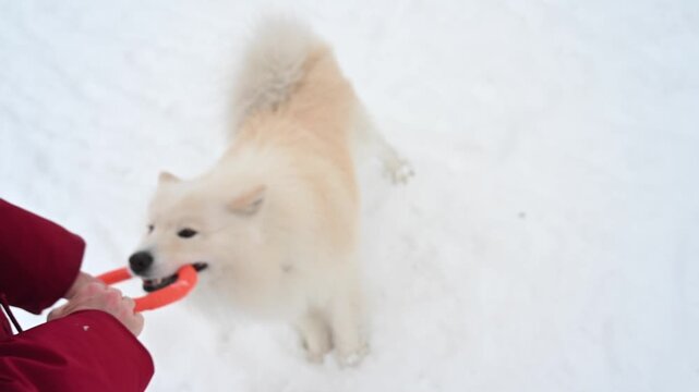 A Samoyed dog plays puller with its owner during a winter walk.