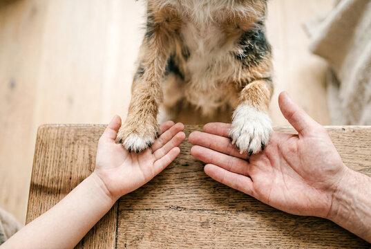 犬の前足に手を添える親子の手元
