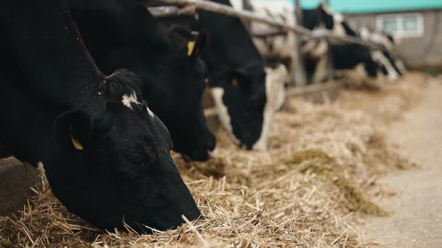 Slow motion cows feeding on straw in indoor barn aisle during morning farm routine.
