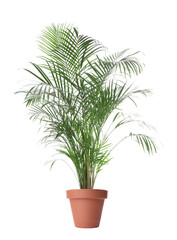 Naklejka premium Pot with Ravenea rivularis isolated on white. House plant