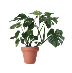 Beautiful Monstera in pot isolated on white. House plant © New Africa