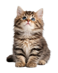 Fototapeta premium PNG Fluffy kitten with curious eyes.