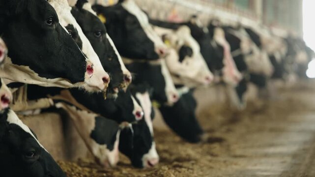Cows holstein eating hay in cowshed on dairy farm with sunlight in barn. Banner modern meat and milk production or livestock industry.