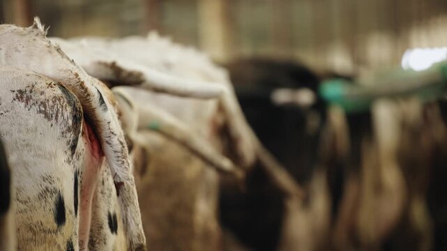 Young caucasian male vet examining cow in barn for health check.