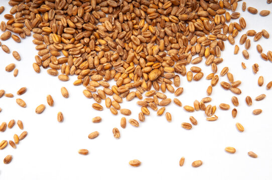 Wheat grains scattered on a white background