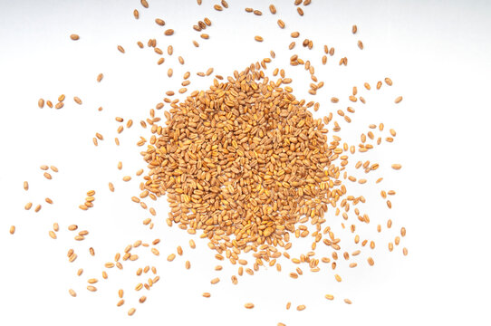Wheat grains scattered on white background